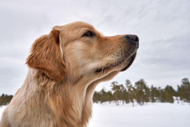Piper