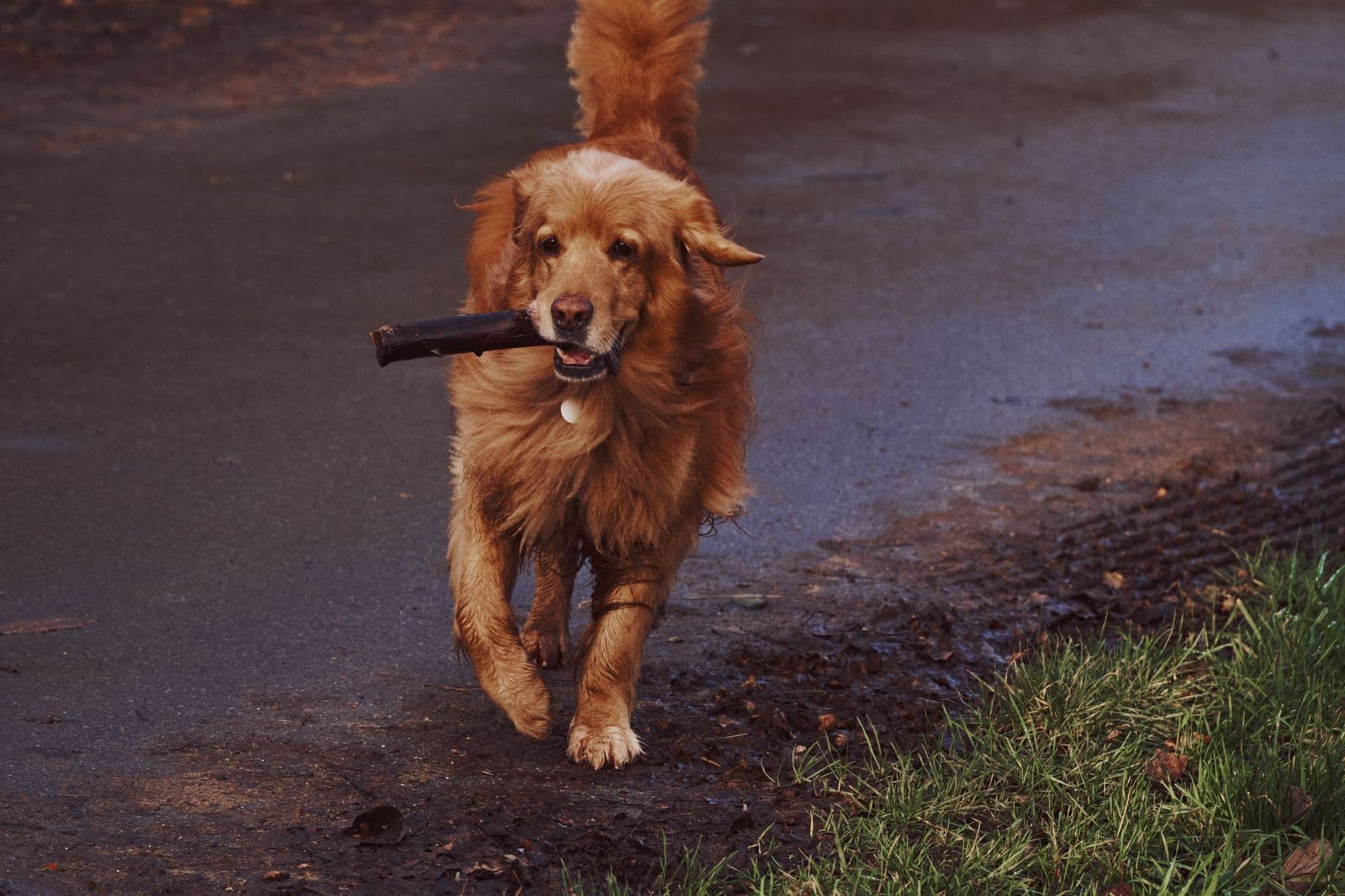 Evergreen Goldens Story