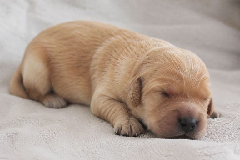Willow